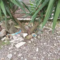 گل یوکا|گل و گیاه طبیعی|رشت, خواهر امام|دیوار