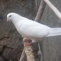 کبوتر