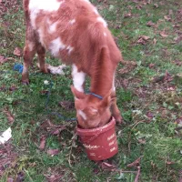 فروش ۲عددلیشه،یک عددنر