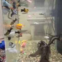 ماهی زینتی|ماهی|لاهیجان, آهندان|دیوار