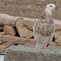 نر طوقی درجه یک آجری خال سرکه ای آدرس بستک