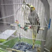 عروس هلندی جفت مولد|پرنده|شاهین‌شهر, فردوسی|دیوار