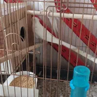 دو جفت عروس هلندی البینو ضمانتی