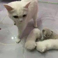 واگذاری گربه