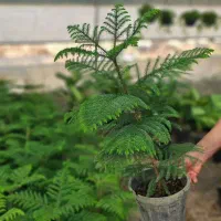 بذر کاج مطبق