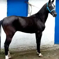 اسب آخال تکه مدارک دار