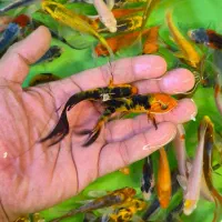 ماهی کوی در چند سایز