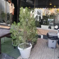 درخت کاج باگلدان