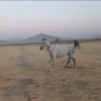 مادیان آبستن|اسب و تجهیزات اسب‌سواری|ازنا, |دیوار