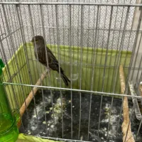 قناری نگرو ارجینال نر