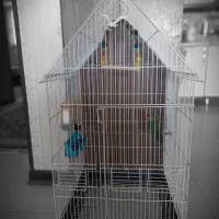 طوطی برزیلی نر