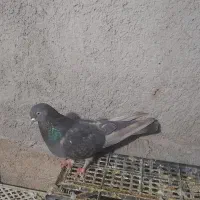 کبوتر|پرنده|مشکیندشت, |دیوار