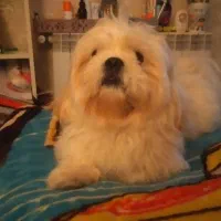 شیتزو سوپر فلت نر دوساله2تومن