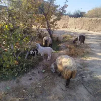 گوسفندوبز همراه کهره فروشی|حیوانات مزرعه|ماهان, |دیوار