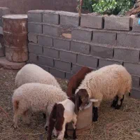 بز ، بره نر و ماده