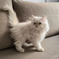 بچه گربه پرشین|گربه|بیرجند, |دیوار