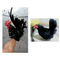 مرغ تاقچه جاپنیز اصل فول کیفیت جوجه ۵ روزه بلک اصل