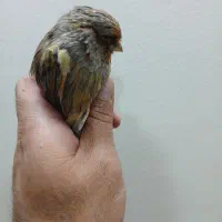 قناری نر درشت و مست شلاقی|پرنده|اصفهان, احمدآباد|دیوار