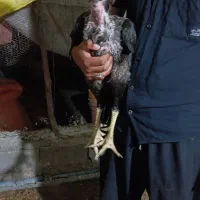 خروس.لاری