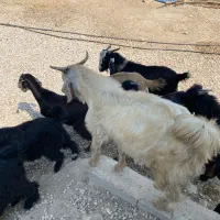 فروش کهره نر و گیسه