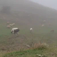 دو عدد گاو نر دارم