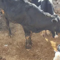 گوساله نر|حیوانات مزرعه|دهدشت, |دیوار