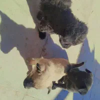 توله سگ جیبی کوتوله