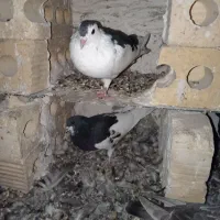 یک جفت یال سیاه مست مست