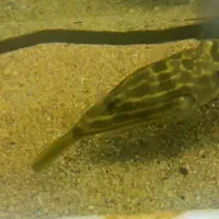 پافر فاهاکا وارداتی|ماهی|بروجرد, |دیوار