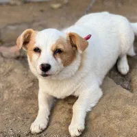 سگ ماده نژاد اشپیتز|سگ|ساری, |دیوار