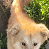 واگذاری گلدن نر