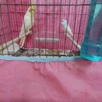 عروس هلندی ماده لوتینو به همراه مرغ عشق