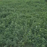 یونجه سبز|خدمات باغبانی و درختکاری|خوی, |دیوار