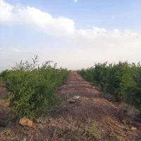 باغ-انار