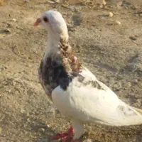 کبوتر جوانه