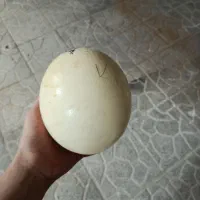 تخم شتر مرغ|حیوانات مزرعه|اصفهان, برازنده|دیوار