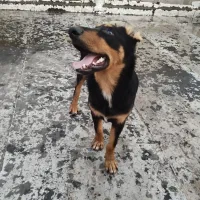 دوبرمن نر ۹ماهه|سگ|قم, کاسه گران|دیوار