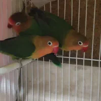 کوتوله بریزیلی ماده و جوجه