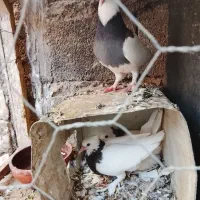 کفتر