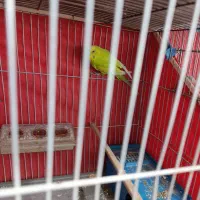 مرغ عشق|پرنده|فسا, |دیوار