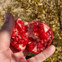 انار ترک خرده واسه رب انار|خوردنی و آشامیدنی|شاهین‌شهر, گرگاب|دیوار