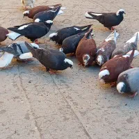 کبوتر یه لونه|پرنده|مراغه, |دیوار