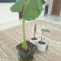 گلدان بابا آدم سه تا سایز مختلف