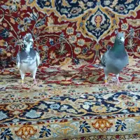 یک جفت پلاکی نرو ماده