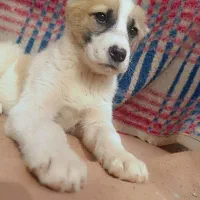 توله ماده ذات دار