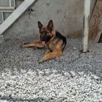 سگ ژرمن شپرد