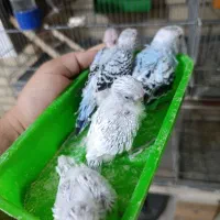 سهره تعداد فنچ تعداد مرغ عشق|پرنده|نجفآباد, منتظری شمالی|دیوار