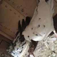 کفتر پرشی با جوجه