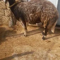 قوچ افشاری پلنگی جوان