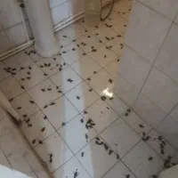 سمپاشی ساس سوسک مورچه مگس  حشرات موذی و